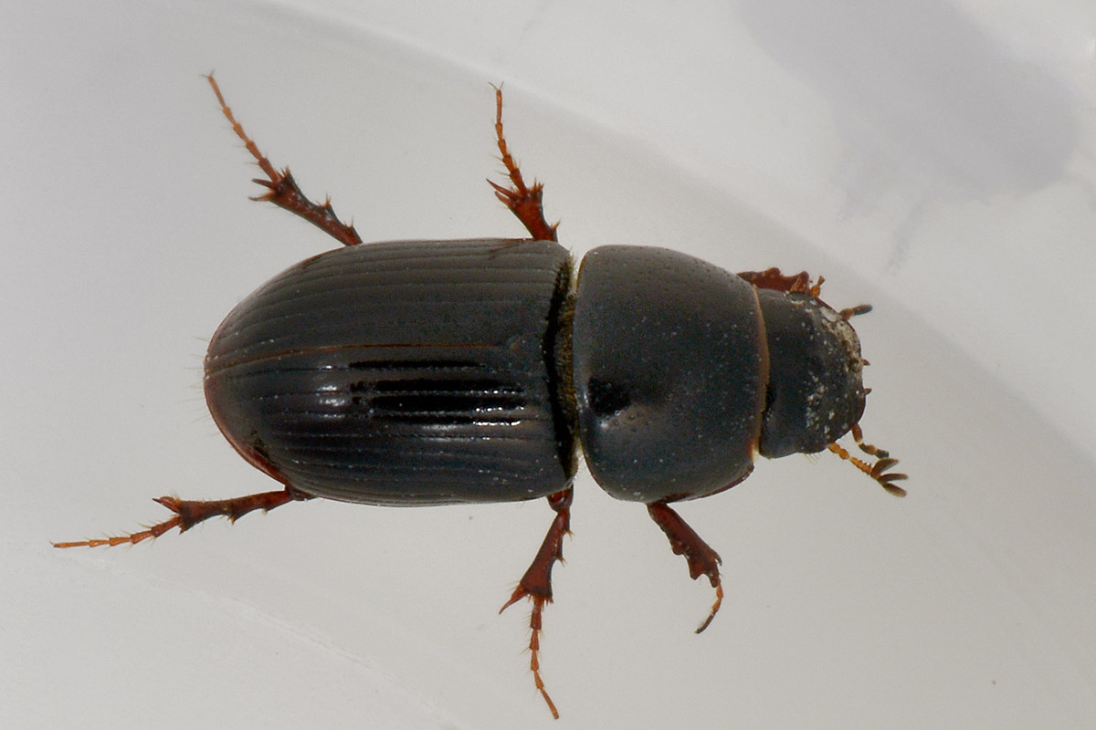 Calamosternus granarius, Aphodiidae